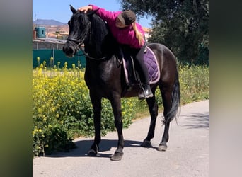 Andalou Croisé, Hongre, 12 Ans, 147 cm, Noir