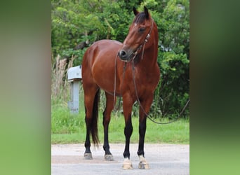 Andalou, Hongre, 12 Ans, 155 cm, Bai cerise