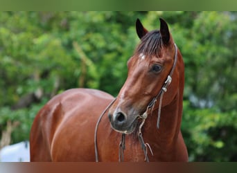 Andalou, Hongre, 12 Ans, 155 cm, Bai cerise