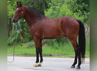 Andalou, Hongre, 12 Ans, 155 cm, Bai cerise