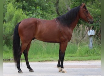 Andalou, Hongre, 12 Ans, 155 cm, Bai cerise