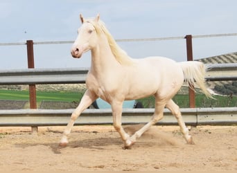 Andalou, Hongre, 12 Ans, 155 cm, Cremello