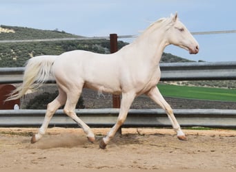 Andalou, Hongre, 12 Ans, 155 cm, Cremello