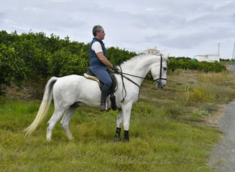 Andalou, Hongre, 12 Ans, 160 cm, Gris