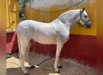 Andalou, Hongre, 12 Ans, 163 cm, Blanc