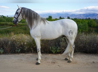 Andalou, Hongre, 12 Ans, 163 cm, Gris