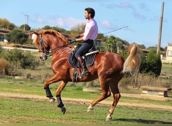 Andalou Croisé, Hongre, 12 Ans, 165 cm, Alezan brûlé