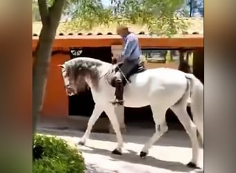 Andalou, Hongre, 12 Ans, 175 cm, Gris