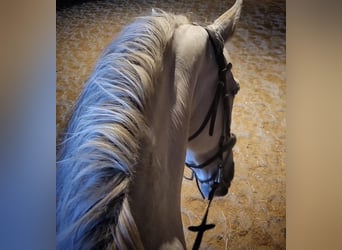 Andalou, Hongre, 12 Ans, 175 cm, Gris
