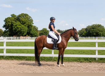 Andalou Croisé, Hongre, 12 Ans, Bai cerise