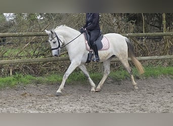 Andalou, Hongre, 13 Ans, 156 cm, Gris