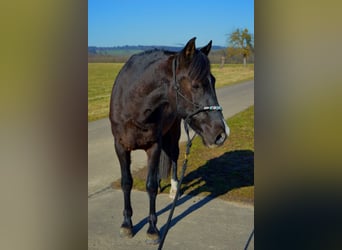 Andalou, Hongre, 13 Ans, 164 cm, Noir