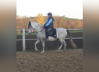 Andalou, Hongre, 13 Ans, 166 cm, Gris moucheté