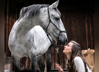 Andalou, Hongre, 14 Ans, 150 cm, Gris pommelé