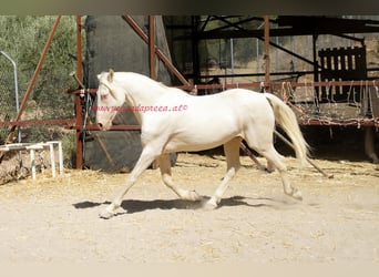 Andalou, Hongre, 14 Ans, 158 cm, Champagne