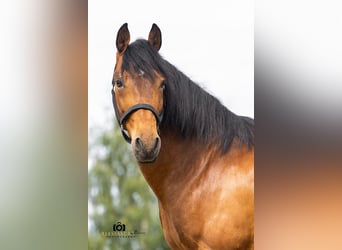 Andalou, Hongre, 14 Ans, 160 cm, Bai