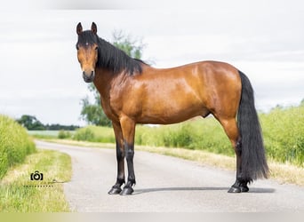 Andalou, Hongre, 14 Ans, 160 cm, Bai