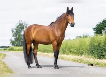 Andalou, Hongre, 14 Ans, 160 cm, Bai