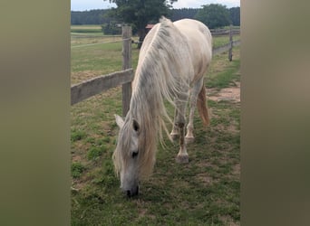 Andalou, Hongre, 14 Ans, 160 cm, Gris moucheté
