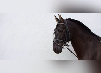 Andalou, Hongre, 14 Ans, 167 cm, Bai