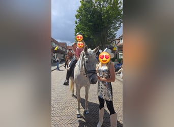 Andalou Croisé, Hongre, 15 Ans, 155 cm, Gris moucheté