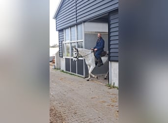 Andalou Croisé, Hongre, 15 Ans, 155 cm, Gris moucheté