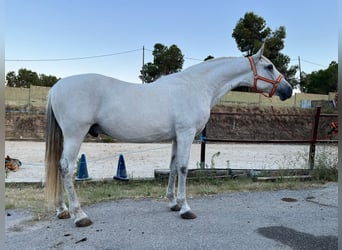 Andalou, Hongre, 15 Ans, 156 cm, Gris