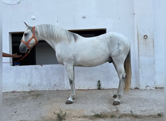 Andalou, Hongre, 15 Ans, 156 cm, Gris