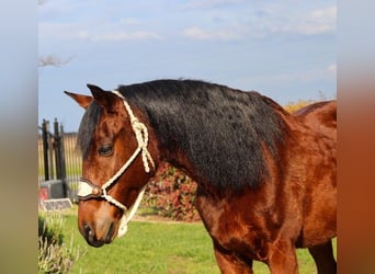 Andalou, Hongre, 15 Ans, 157 cm, Bai cerise