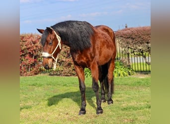 Andalou, Hongre, 15 Ans, 157 cm, Bai cerise