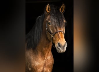 Andalou Croisé, Hongre, 15 Ans, 160 cm, Roan-Bay