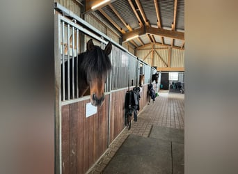 Andalou Croisé, Hongre, 15 Ans, 160 cm, Roan-Bay