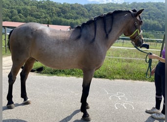 Andalou Croisé, Hongre, 15 Ans, 160 cm, Roan-Bay