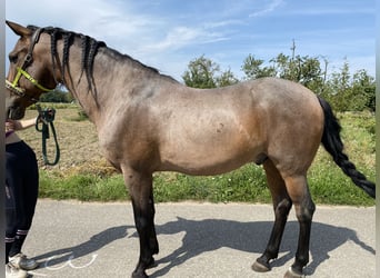 Andalou Croisé, Hongre, 15 Ans, 160 cm, Roan-Bay