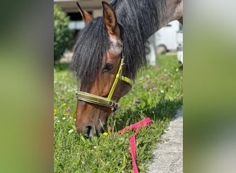 Andalou Croisé, Hongre, 15 Ans, 160 cm, Roan-Bay