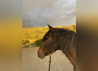 Andalou Croisé, Hongre, 15 Ans, 160 cm, Roan-Bay