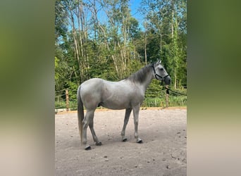 Andalou, Hongre, 15 Ans, 165 cm, Gris moucheté