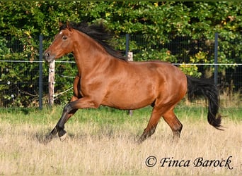 Andalou, Hongre, 16 Ans, 165 cm, Bai