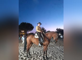 Andalou Croisé, Hongre, 16 Ans, 165 cm, Bai