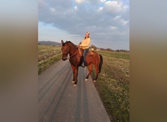 Andalou Croisé, Hongre, 16 Ans, 165 cm, Bai