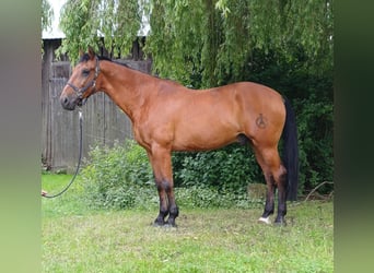 Andalou, Hongre, 16 Ans, 165 cm, Bai