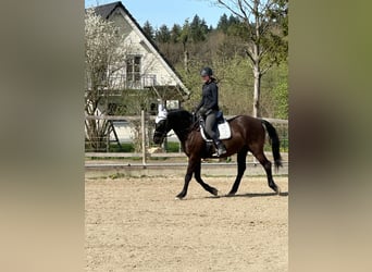 Andalou, Hongre, 17 Ans, 164 cm, Noir