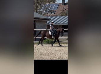 Andalou, Hongre, 17 Ans, 164 cm, Noir