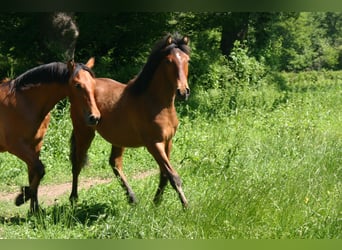 Andalou, Hongre, 1 Année, 160 cm, Bai brun