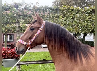 Andalou, Hongre, 2 Ans, 154 cm, Bai