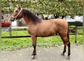 Andalou, Hongre, 2 Ans, 154 cm, Bai