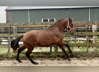 Andalou, Hongre, 2 Ans, 154 cm, Bai