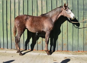 Andalou, Hongre, 2 Ans, 154 cm, Gris