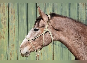 Andalou, Hongre, 2 Ans, 154 cm, Gris