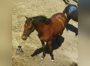 Andalou, Hongre, 2 Ans, 155 cm, Bai
